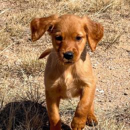 Dolly - Golden female Golden Retriever puppy in Wellington, Colorado from High Country Golden Retrievers