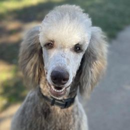 Poodles from Wonderful World of Poodles