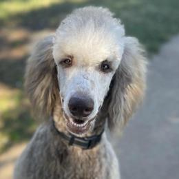 Poodles from Wonderful World of Poodles