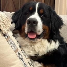 Maverick - Bernese Mountain Dog