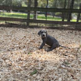 Annabelle - Blue female Great Dane puppy in Montgomery, Texas from KD Sweet Southern Danes