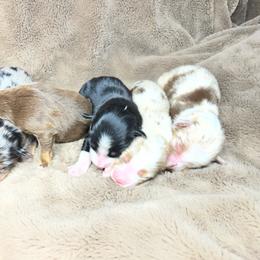 Toy Australian Shepherd puppies from SBA Aussies