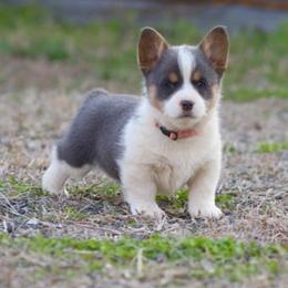 Girl 2 - Blue female Pembroke Welsh Corgi puppy in Ocala, Florida from Dolan Farms Corgis