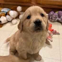 Riley - Light golden female Golden Retriever puppy in Grant County, Indiana from On The Sunny Side Pavey Farms