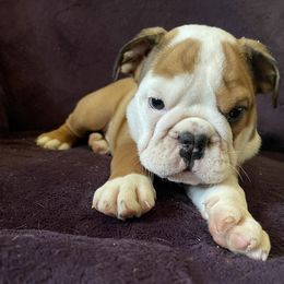 Bulldog Puppies from Tiffany Thelen's Bulldogs