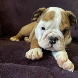 Bulldog Puppies from Tiffany Thelen's Bulldogs