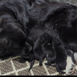 Black male 2 - Black male Newfoundland puppy in Burfordville, Missouri from Umfleet Farms