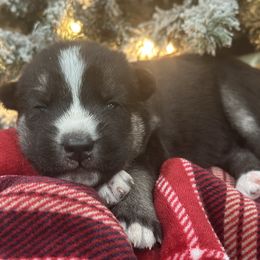 Echo - Black and white male Siberian Husky puppy in Slippery Rock, Pennsylvania from Stone Ridge Huskies