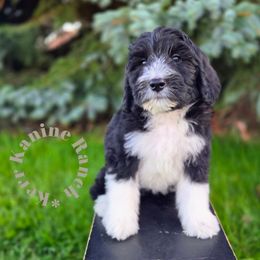Red collar - Black and white female Bernedoodle puppy in Ashton, Idaho from Kerr Kanine Ranch