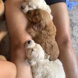 Golden Retriever Puppies from K5 Dog Services