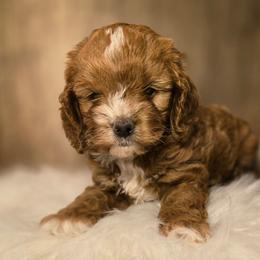 Boy - Buff and white male Cockapoo puppy in Fort Worth, Texas from Southern Belle Doodles