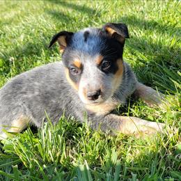 Lyra - Blue speckled female Australian Cattle Dog puppy in Monett, Missouri from Rain Tree Ranch Australian Cattle Dogs