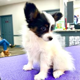Girl 1 - White black and tan female Papillon puppy in Summerville, South Carolina from Kipling Papillons