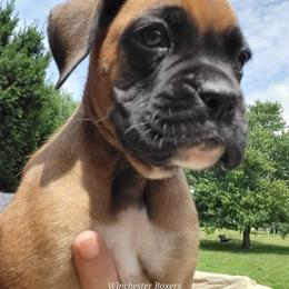 Boxer Puppies from Winchester Boxers