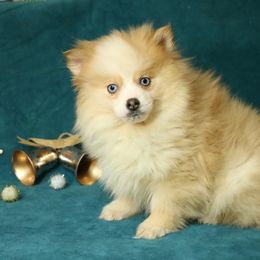 Double Blue eyes Fluffy Boy - Pomsky puppy from Arctic Kennels (Pomskies, Akitas & Shibas)