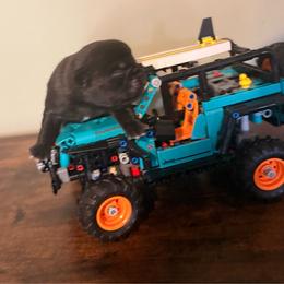 Cove - Black male Pug puppy in Smiths Station, Alabama from Magnolia Pugs