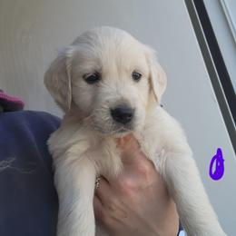 Purple - Golden female Golden Retriever puppy in Lucasville, Ohio from Halo Kennels