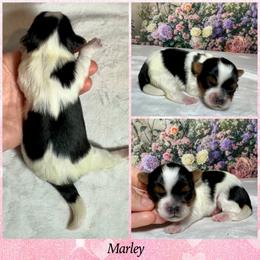 Marley 4800 - Black tan and white female Biewer Terrier puppy in Nicholls, Georgia from Southeast Biewers