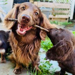 Percy - Dachshund