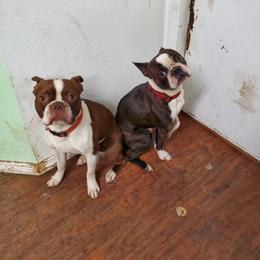 Boston Terrier All Grown Up from 907 Bostons