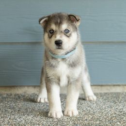 Silver - Gray and white male Siberian Husky puppy in Mc Cleary, Washington from Chelsea's Huskies