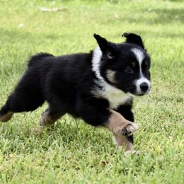 Australian Shepherd Puppies from Ellie Mae Aussies