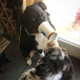 Australian Shepherd All Grown Up from K & R Australian Shepherds