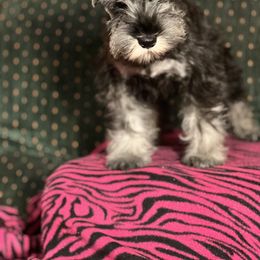 Miniature Schnauzer Puppies from Texas Schnauzers