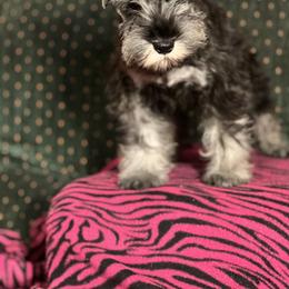 Miniature Schnauzer Puppies from Texas Schnauzers