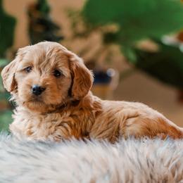Goldendoodle Puppies from Creation Goldedoodles
