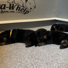 Girl 1 - Black and red female German Shepherd puppy in Wausau, Wisconsin from Northwinds German Shepherds