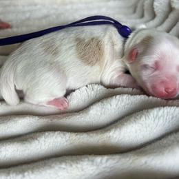 AKC Purple Collar - Red female Havanese puppy in Dallas, Georgia from West Cobb Dogs