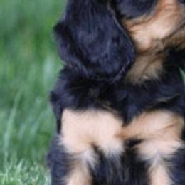 Cavalier King Charles Spaniels from Castle Rock Cavaliers