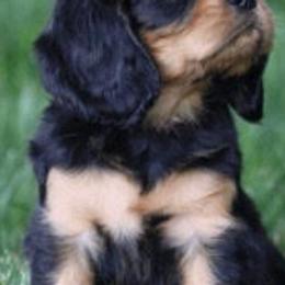 Cavalier King Charles Spaniels from Castle Rock Cavaliers