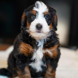 Jane - Tri-color female Bernedoodle puppy in Dundee, Ohio from Down Home Doodle