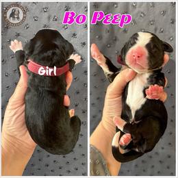 Bo Peep - Black and white female Bernedoodle puppy in Banner Elk, North Carolina from Walnut Tree Bernedoodles