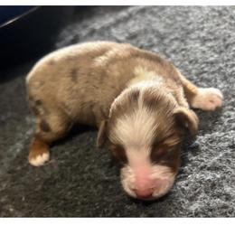 Ron - Red merle male Toy Australian Shepherd puppy in Princeton, Louisiana from Legacy Hill Aussies