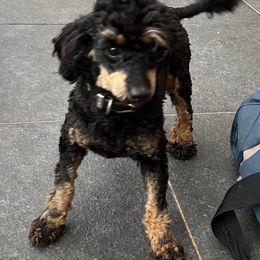 Poodle puppies from IF Toy Poodles