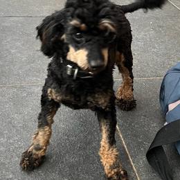 Poodle puppies from IF Toy Poodles