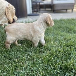Golden Retriever Puppies from Upper Park Goldens