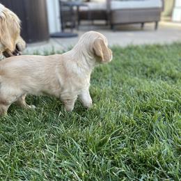 Golden Retriever Puppies from Upper Park Goldens