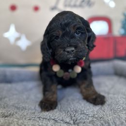 St. Nick - Black white and tan male Cockapoo puppy in Bountiful, Utah from EasyBreezyDoodles