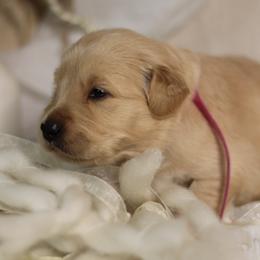 Golden Retriever Puppies from UnrivaledGoldens