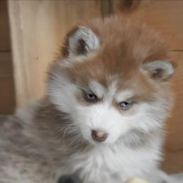 Pomsky Puppies from Foxfire Arctic Spitz