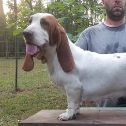 Katy - Basset Hound