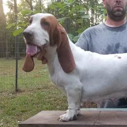 Katy - Basset Hound