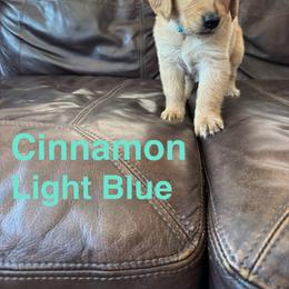 Cinnamon - Dark golden female Golden Retriever puppy in Lebec, California from Socalretrievers