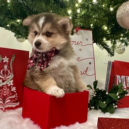 Ragnar - Wolf sable male Pomsky puppy in Cave Creek, Arizona from Arizona Luxury Pomskies