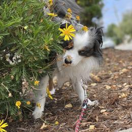 Toy Australian Shepherd All Grown Up from Slo Toy Aussies at Antonia