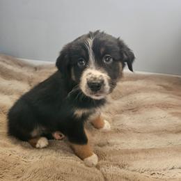 Elfie - Black tri-color male Australian Shepherd puppy in Millwood, Missouri from Small Town Australian Shepherds